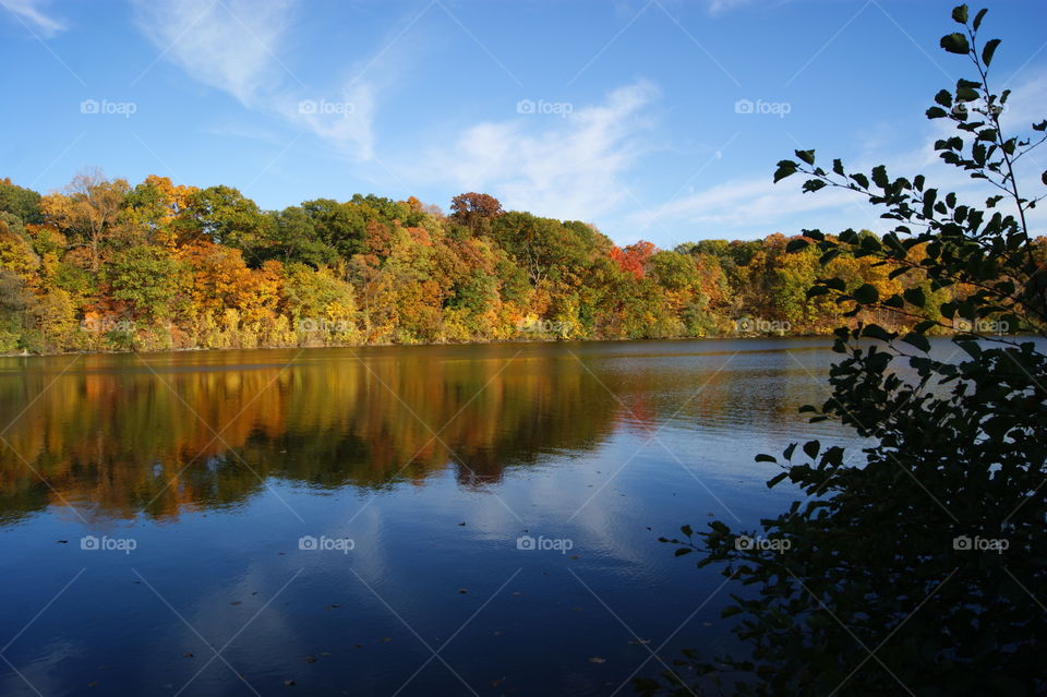 View of autumn trees