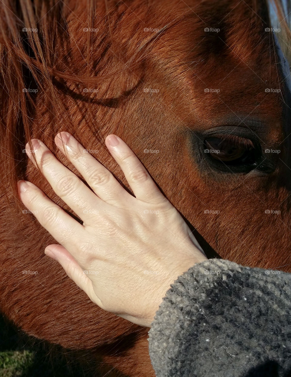 Hand Petting Horse Closeup