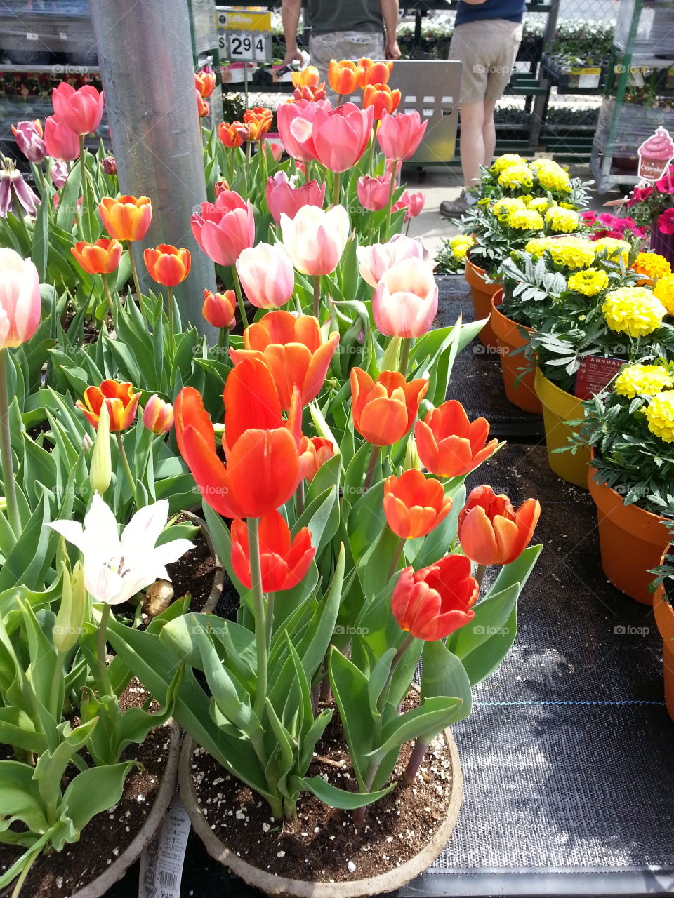 Tulips. people gardening mission