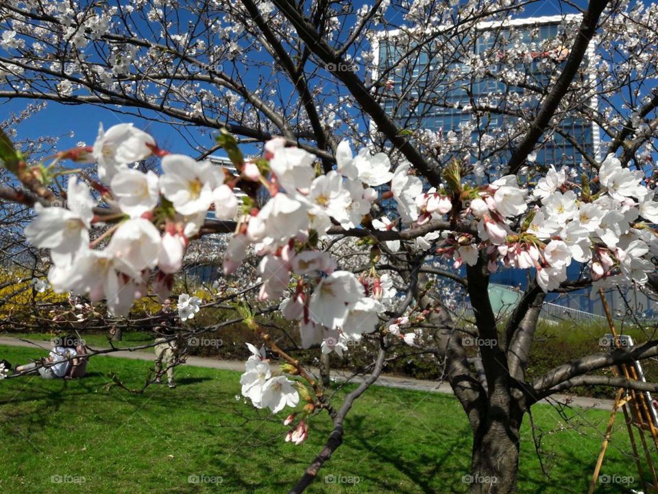 Spring time in the city