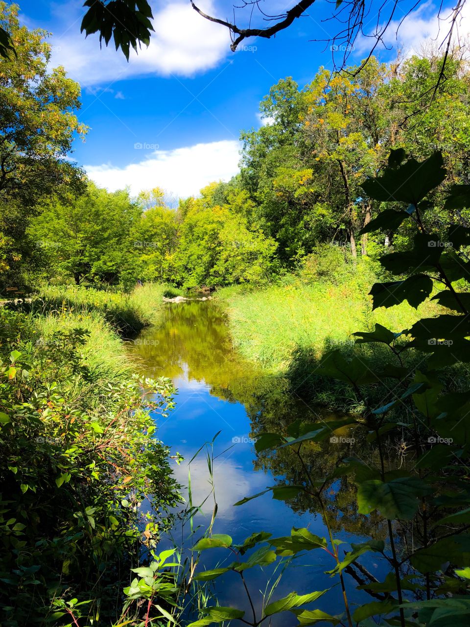 Reflection on a meandering stream 