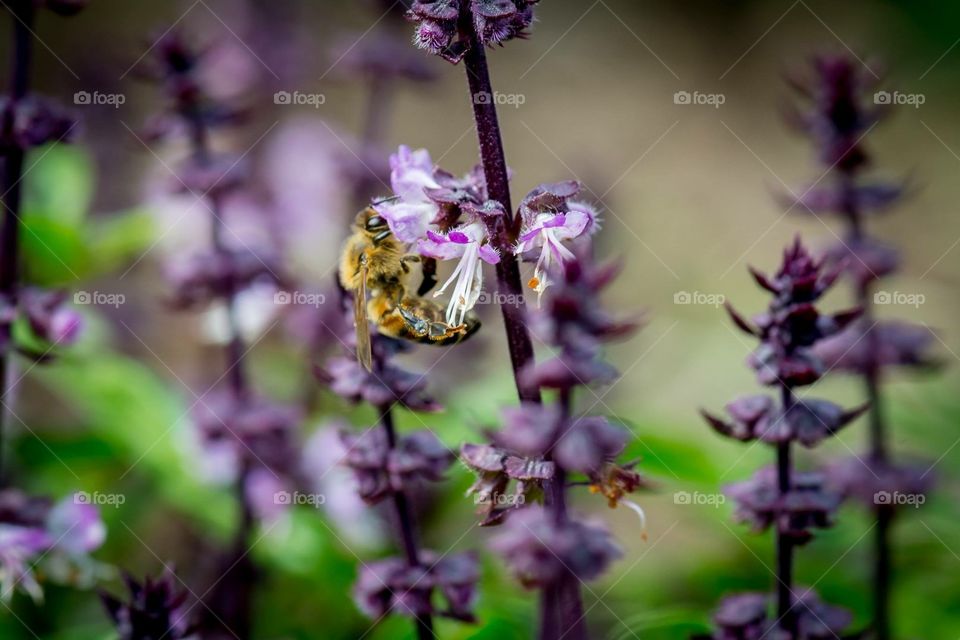 Bee  on purple basil flower