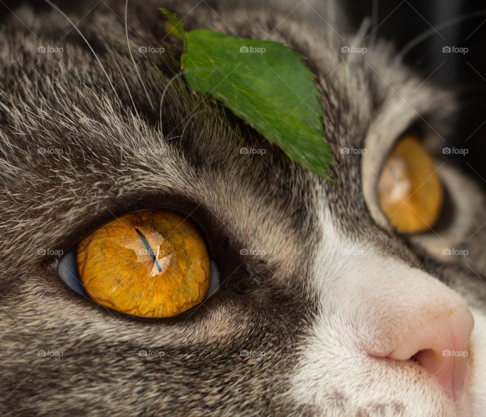 close-up of an orange eye of a beautiful cat and a leaf 🍃