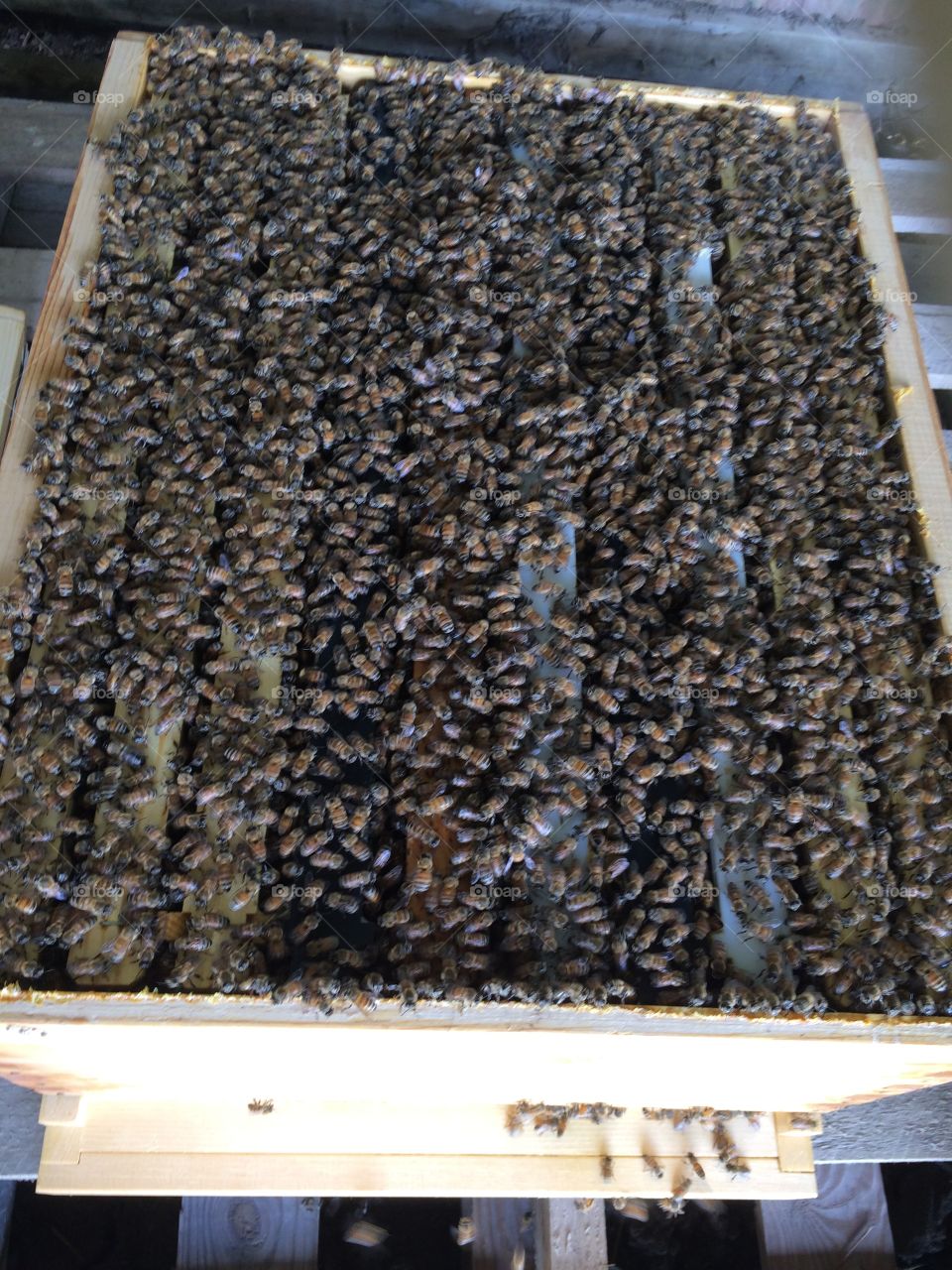 Brood box full of bees