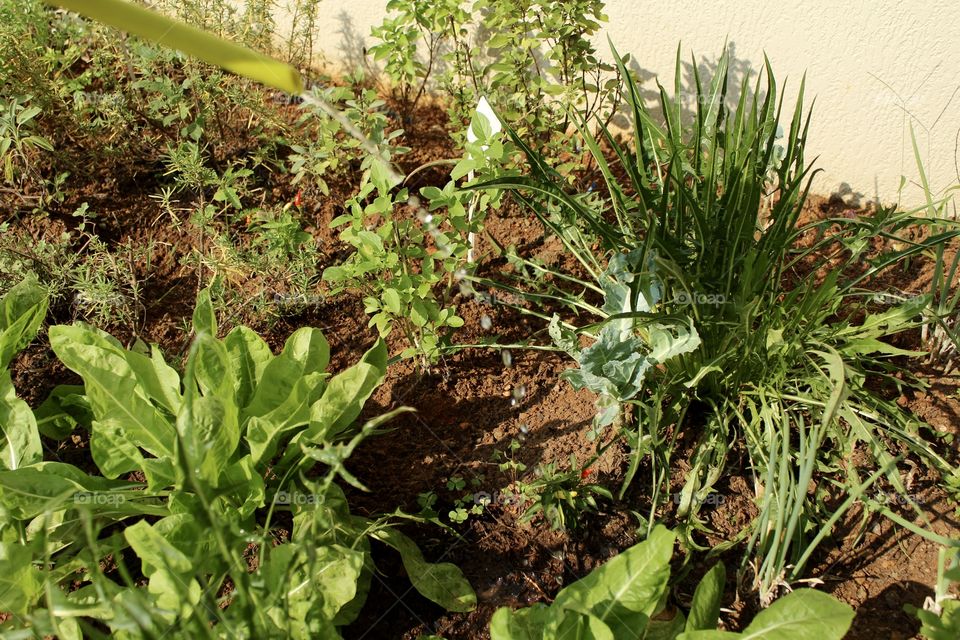 Gardening