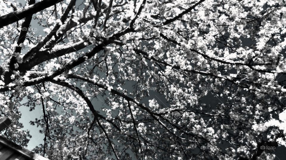 Infrared Tree Branches