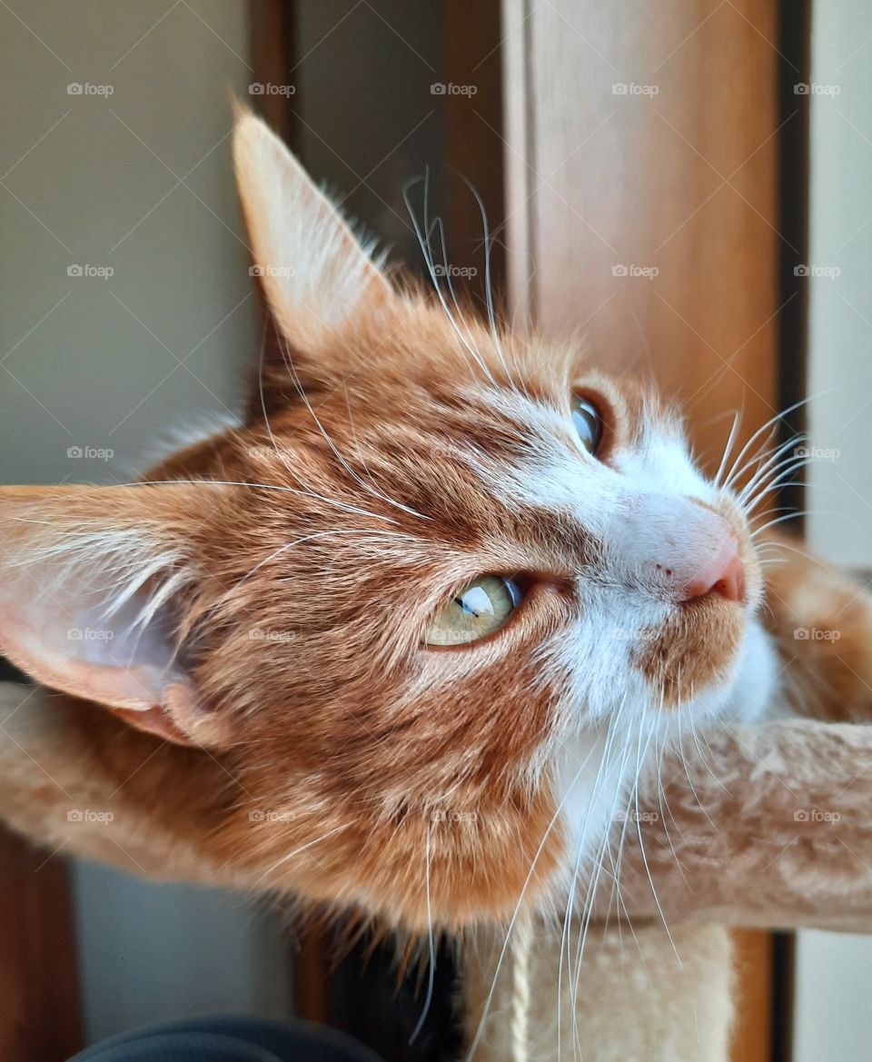 ginger cat with open eyes lying on cat tree near window