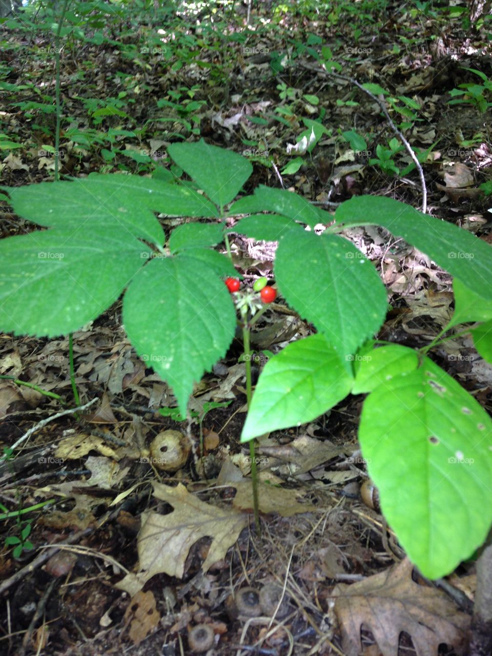 Wild Ginseng plant fruiting . Wild ginseng plant fruiting and mature growing in an Indiana Midwestern deciduous forest.