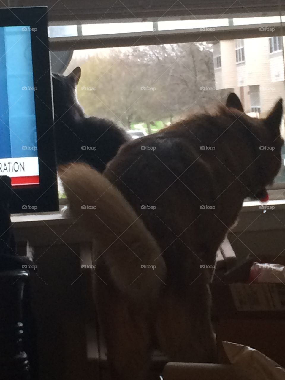 My dog & cat sharing the window because they are "busy bodies" 