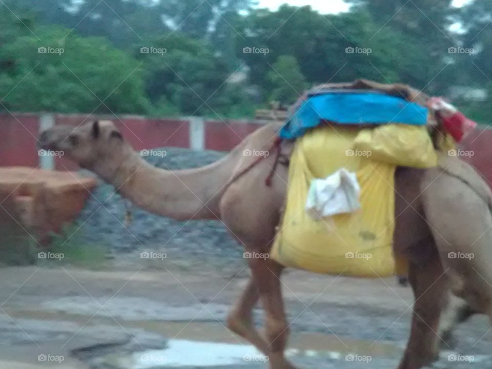 People take beeching camel and roam around the place and ask them to give them grass for food.