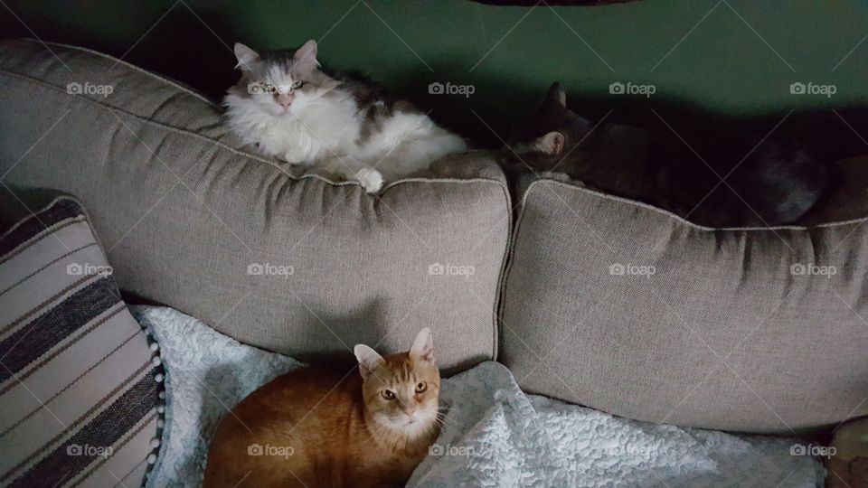 the trio takes a nap