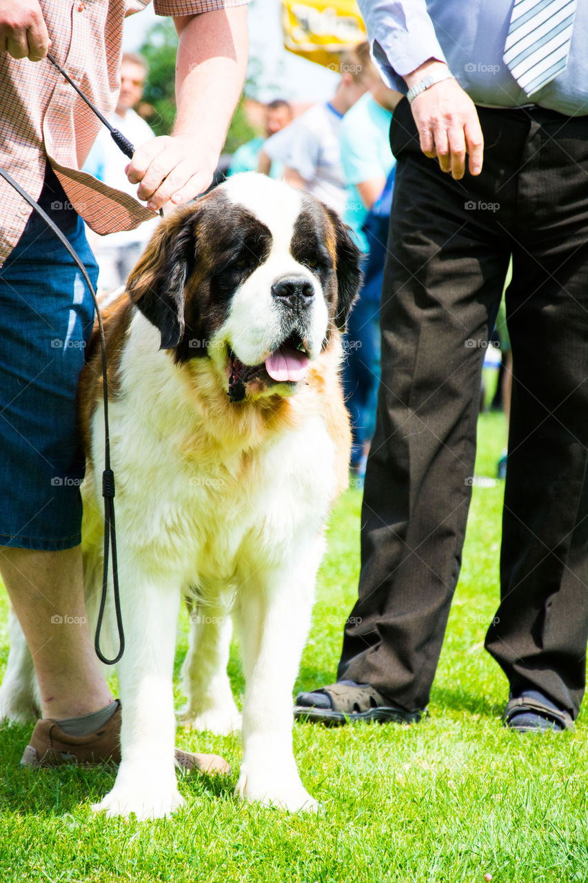 saint bernard dog