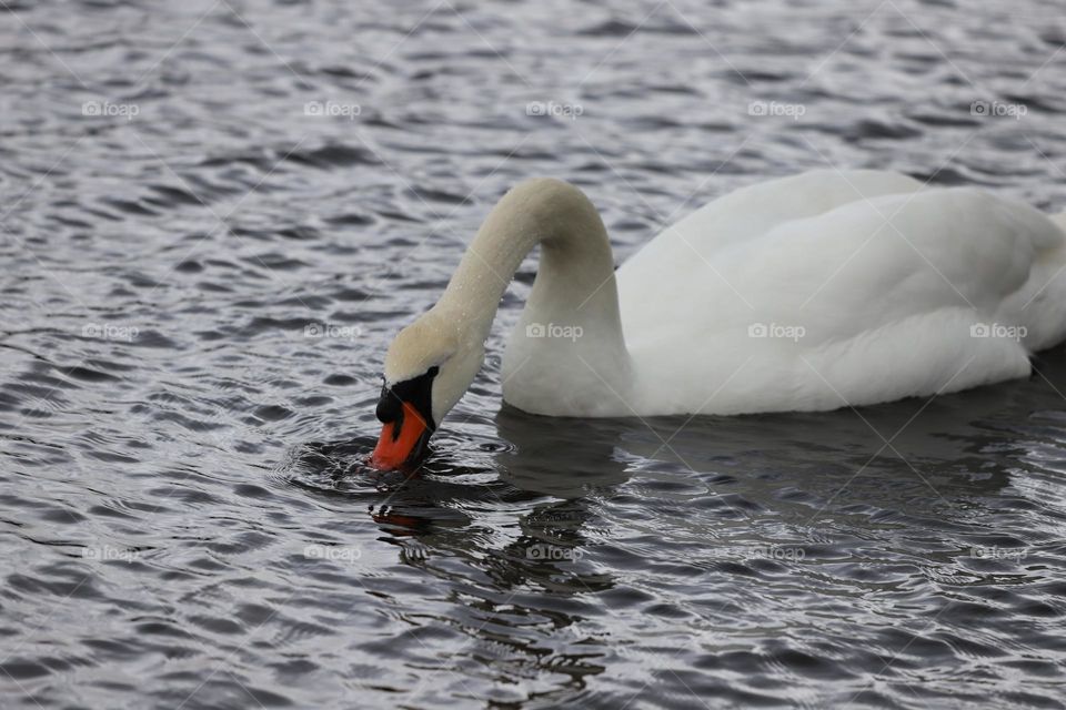 Thirsty swan