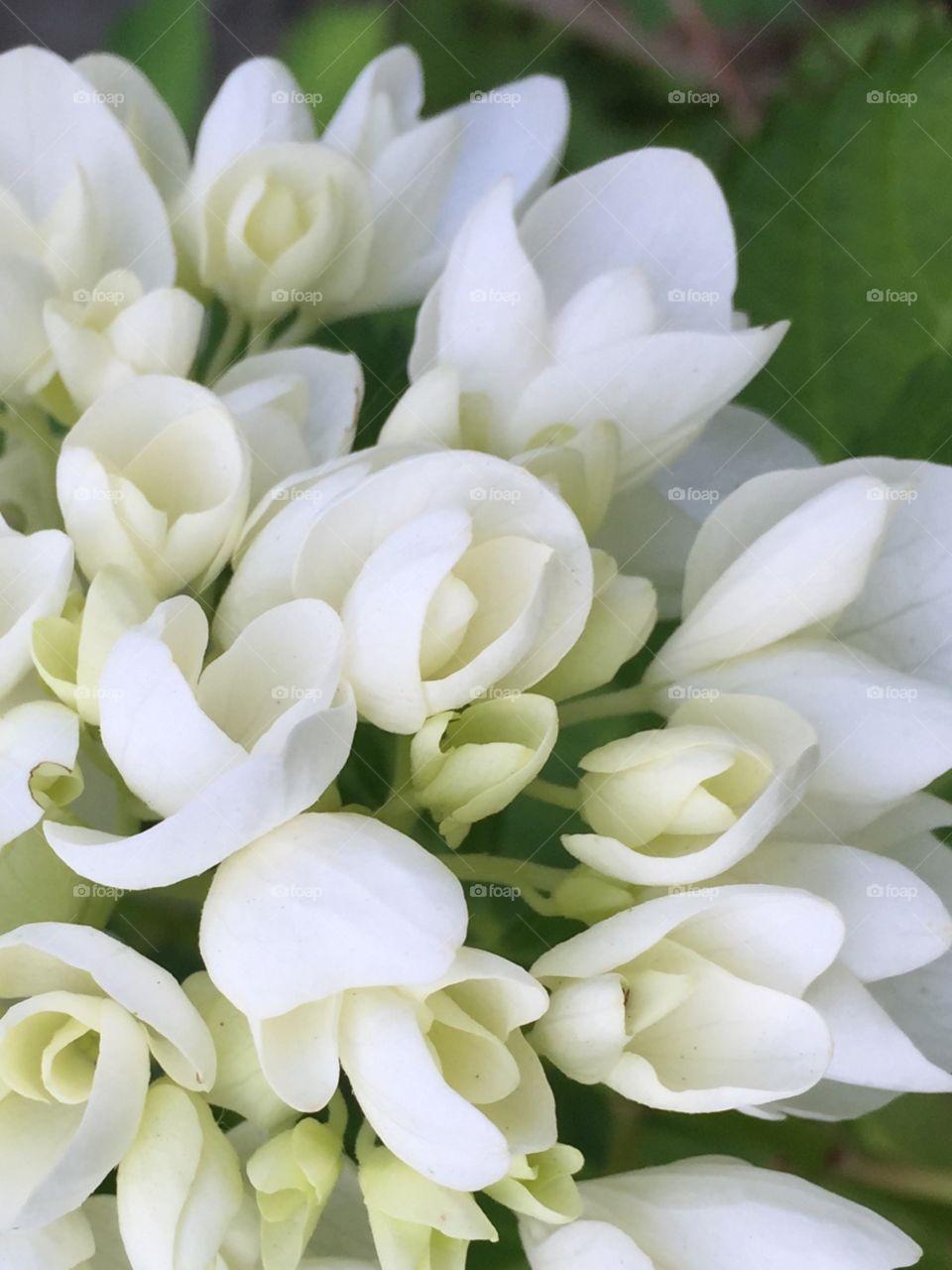 White Hydrangea 