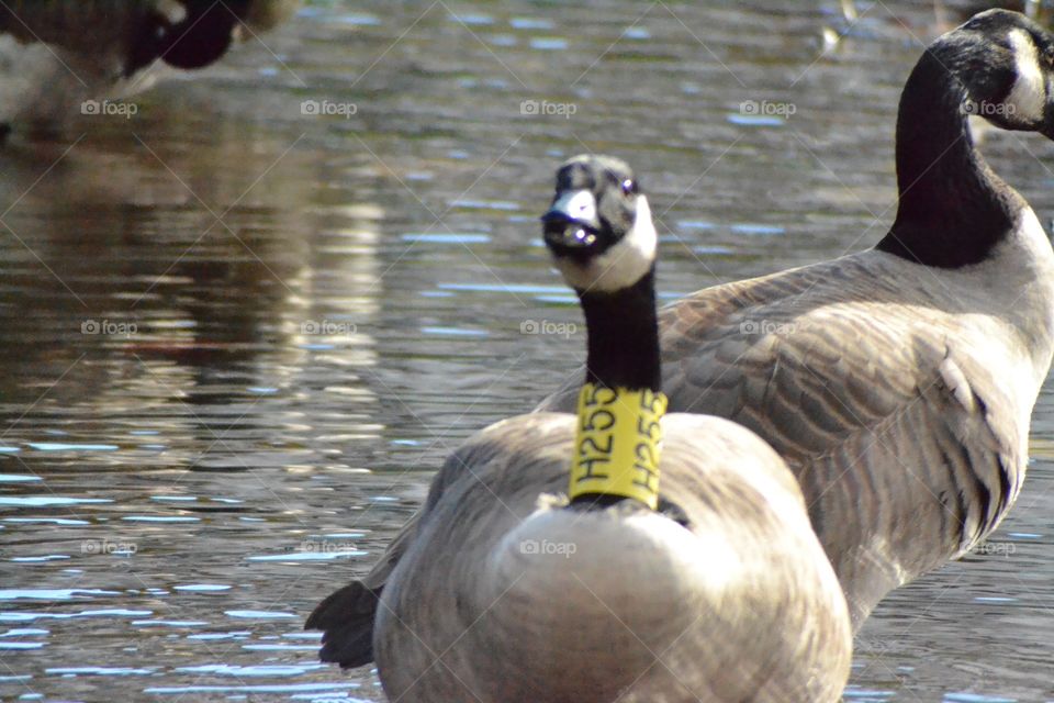 Geese fall time in Connecticut
