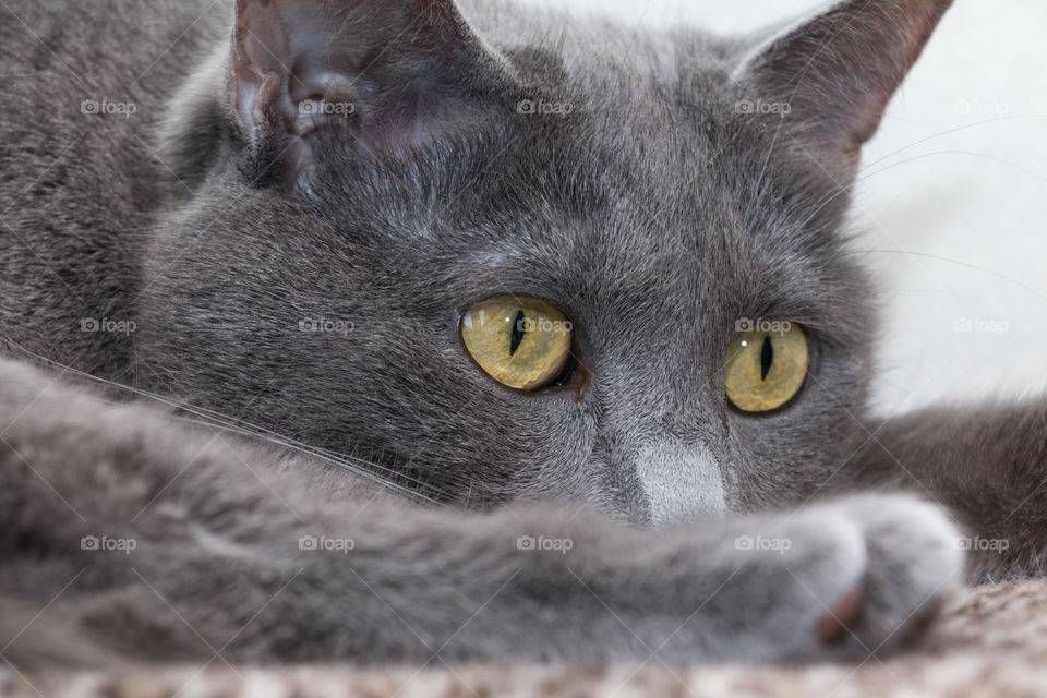 Russian blue cat