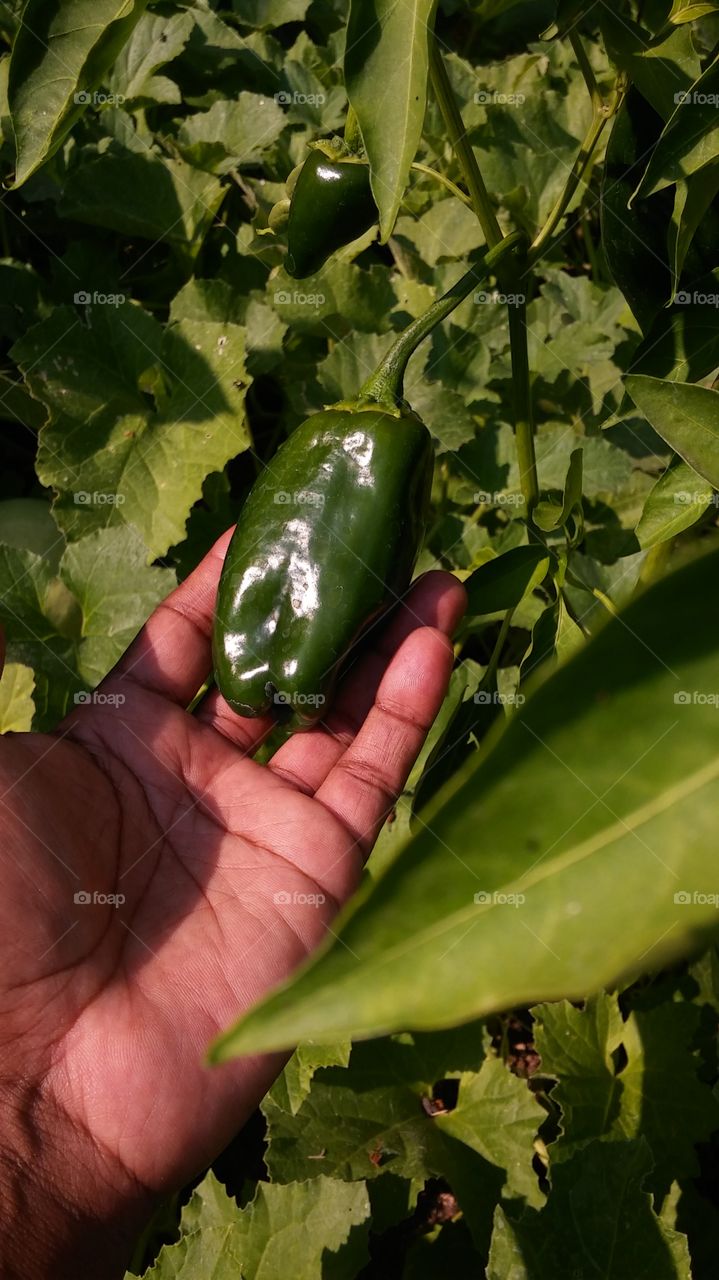 Food, Vegetable, Agriculture, Leaf, No Person