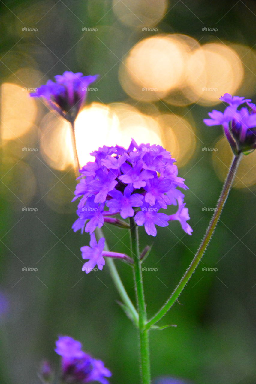 Purple bokeh