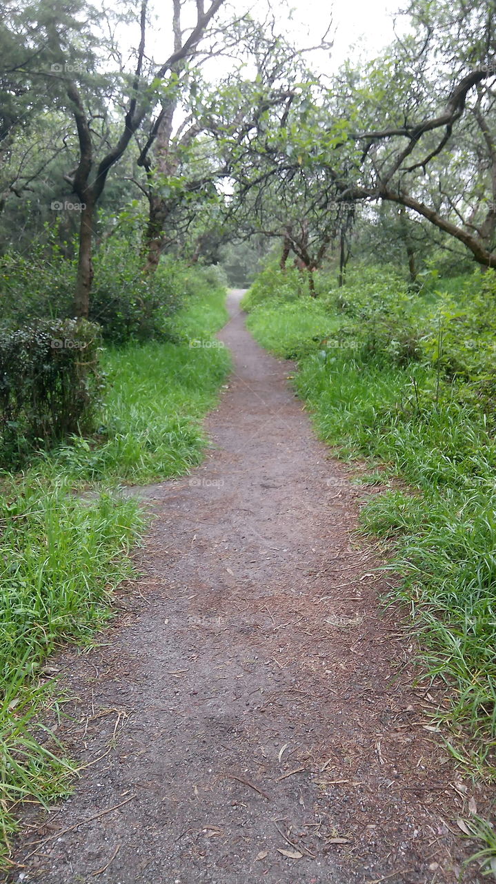 Caminando en bosque de Tlalpan