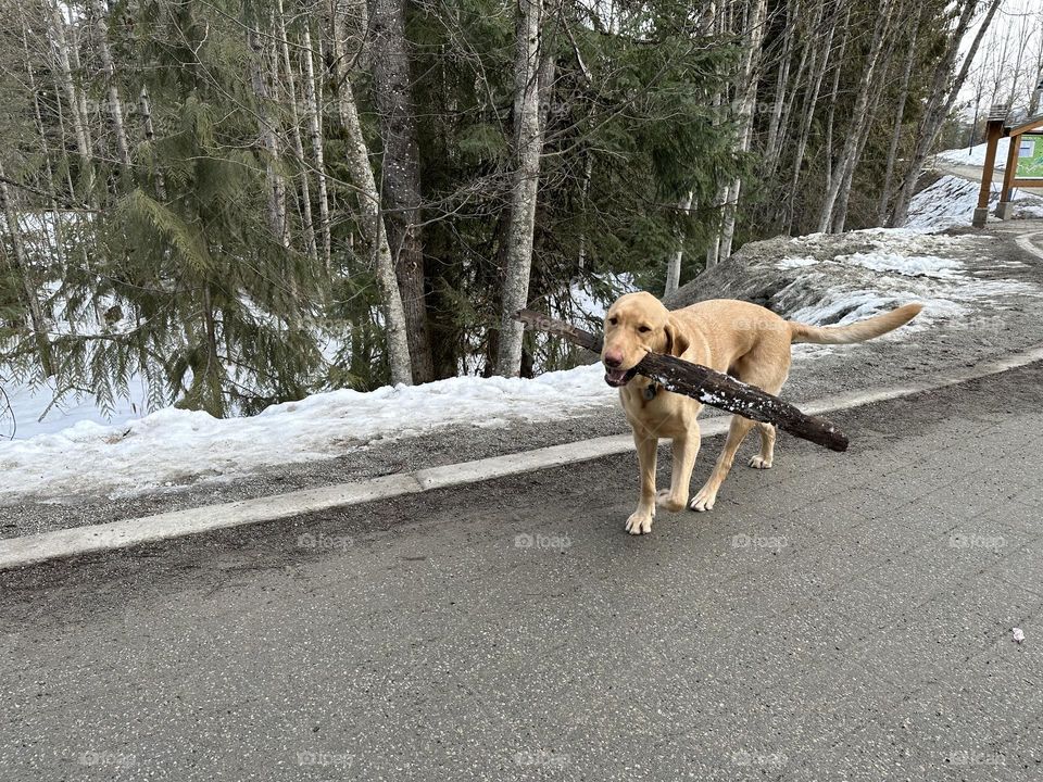 Dog caring piece of wood 