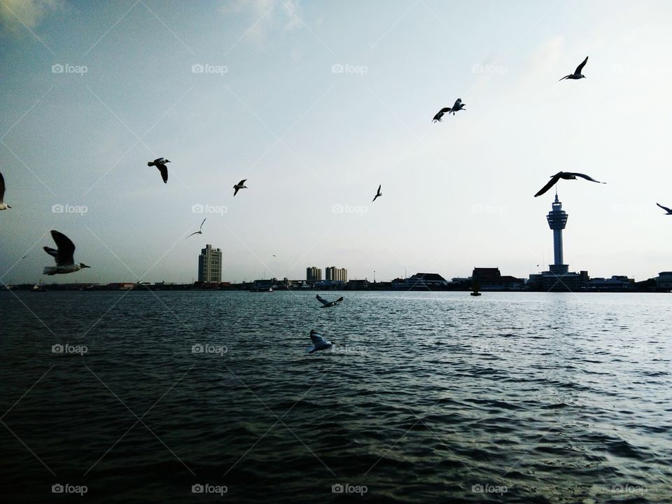 Seagulls flying over the sea