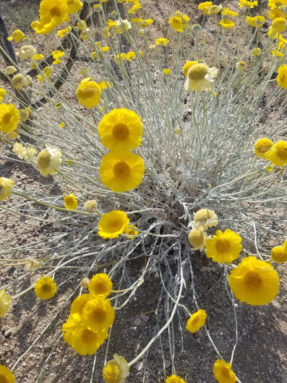 Yellow Wildflowers