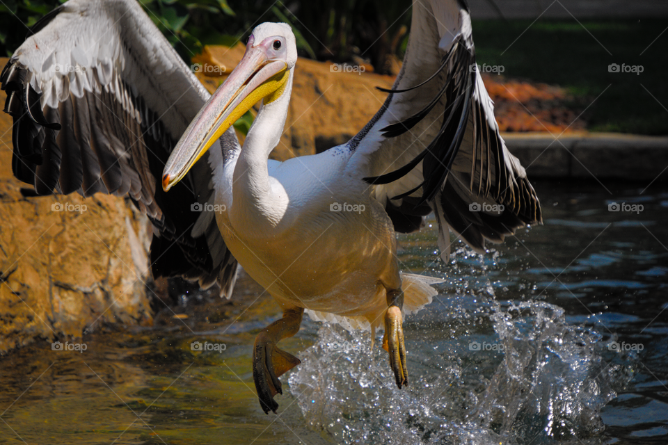 Pelican taking off