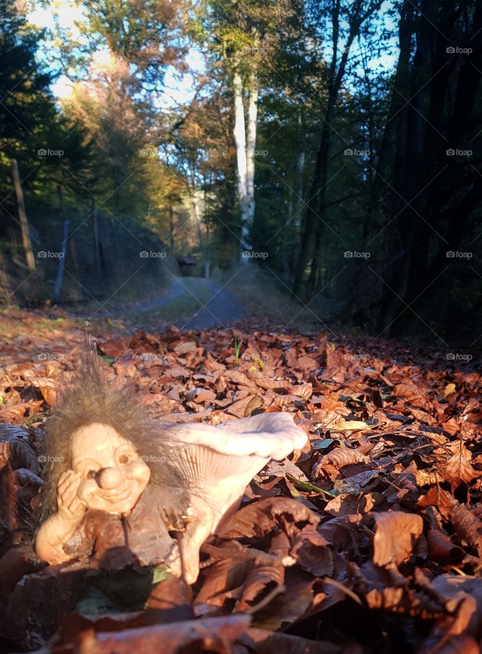 dwarf and mushroom on forest road