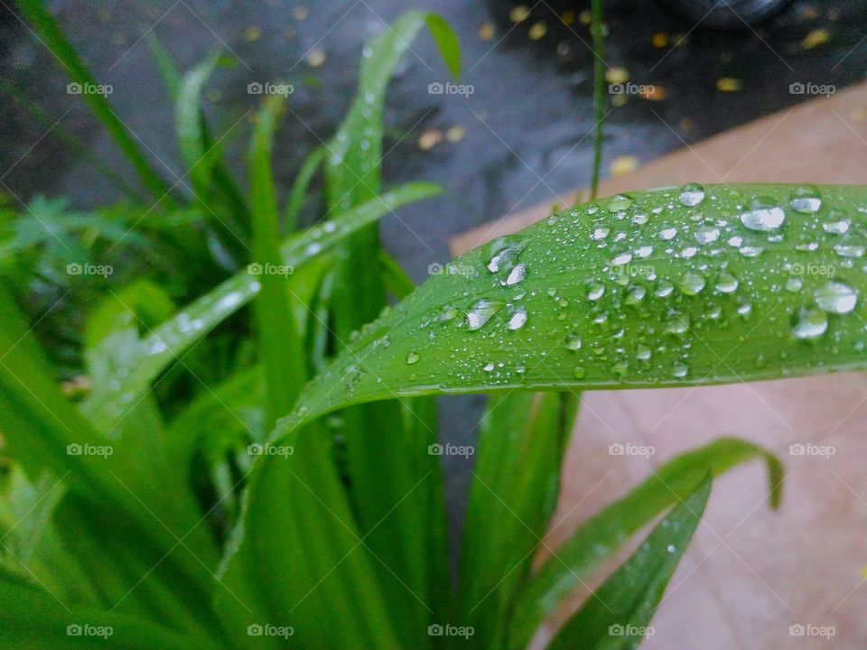 Dew in the morning