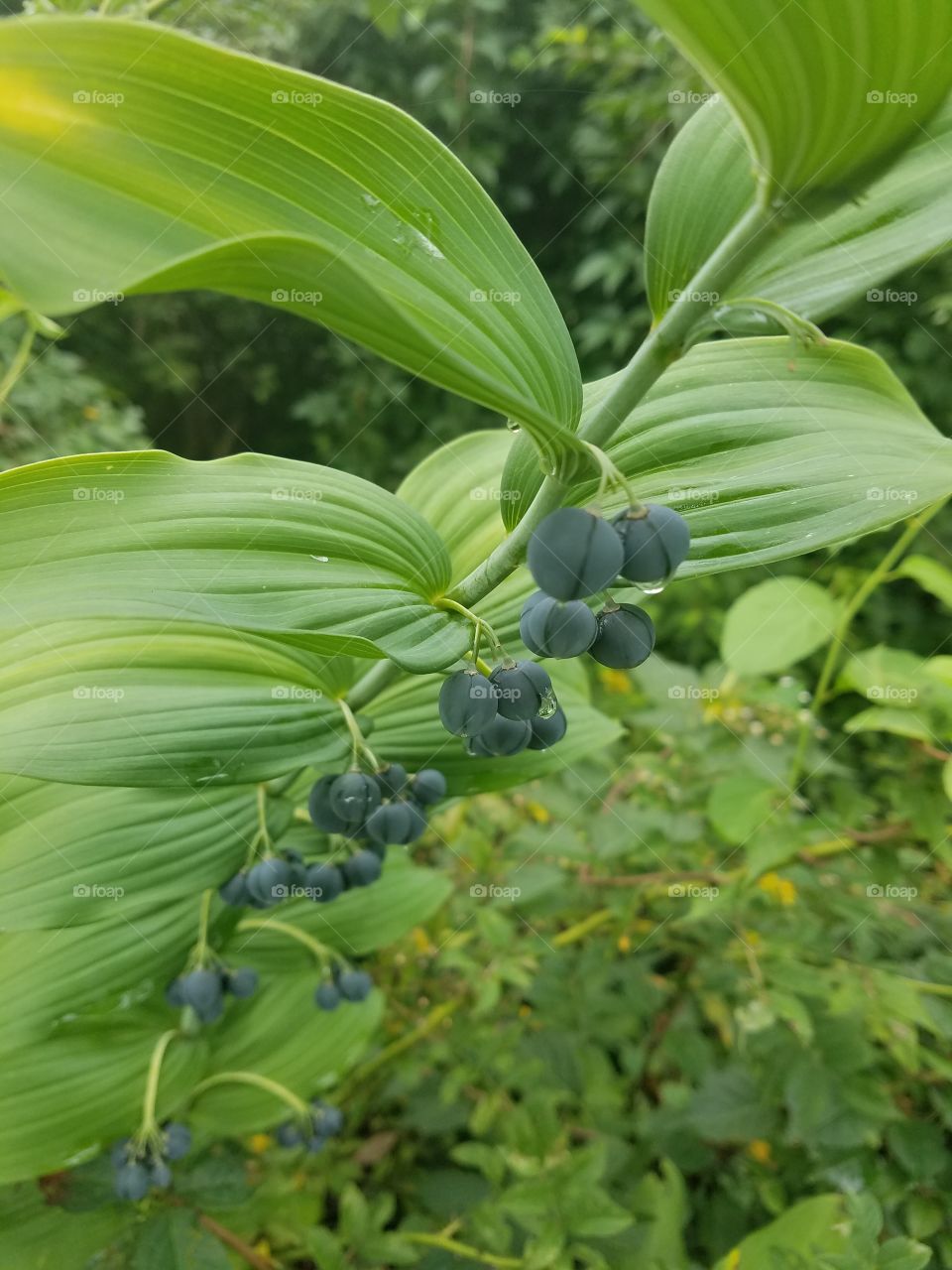 Berries and Leaves