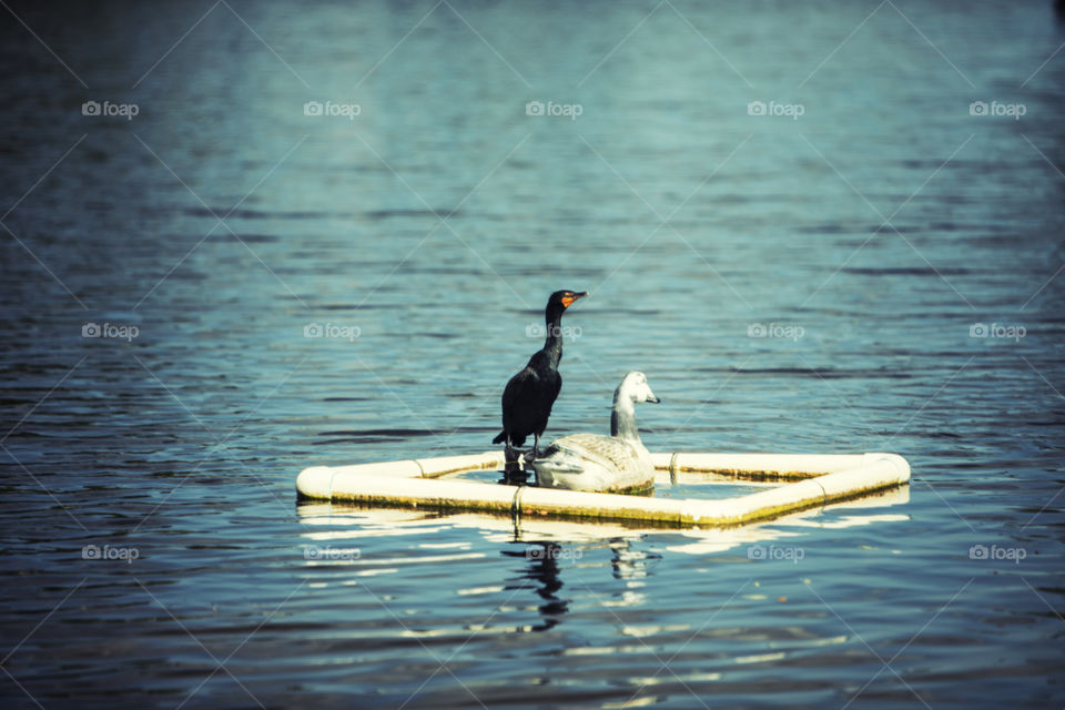 Bird Soaking Up Some Sun