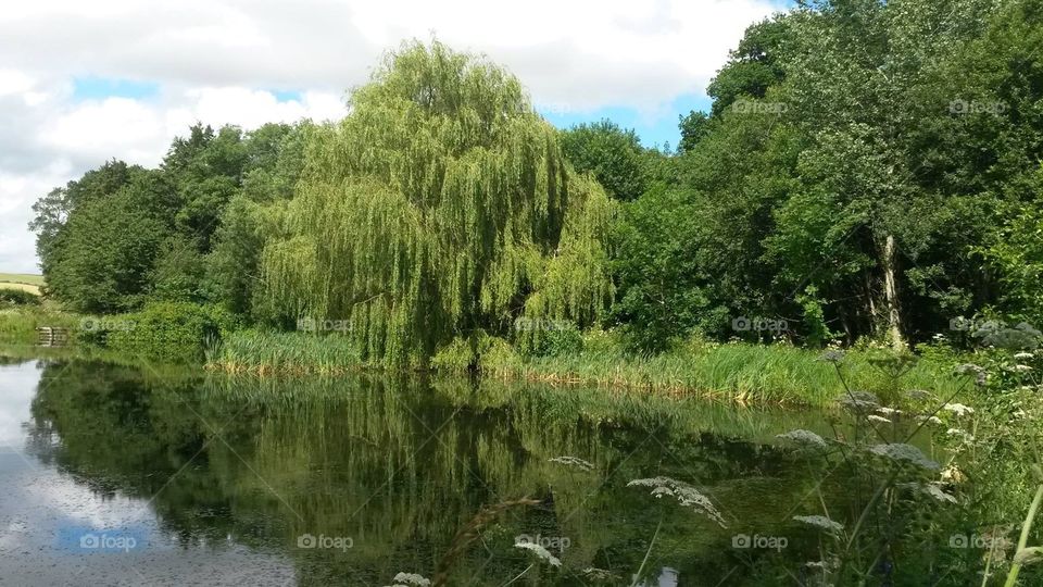 Trees and a willow tree reflecting on the water at a pond in the countryside with sky and grass