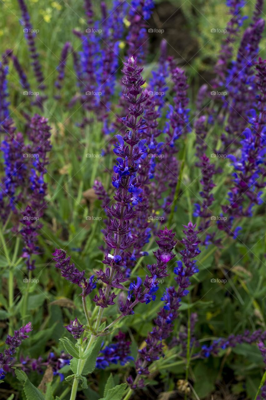 Salvia pratensis