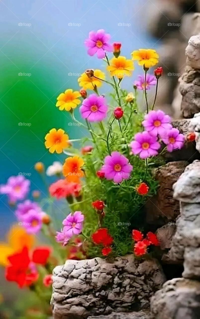 A very beautiful picture, and there is no better picture than it. There is no better picture of green herbs and colorful, red and white roses than it. Glory be to God, the natural and picturesque view, and there is no more