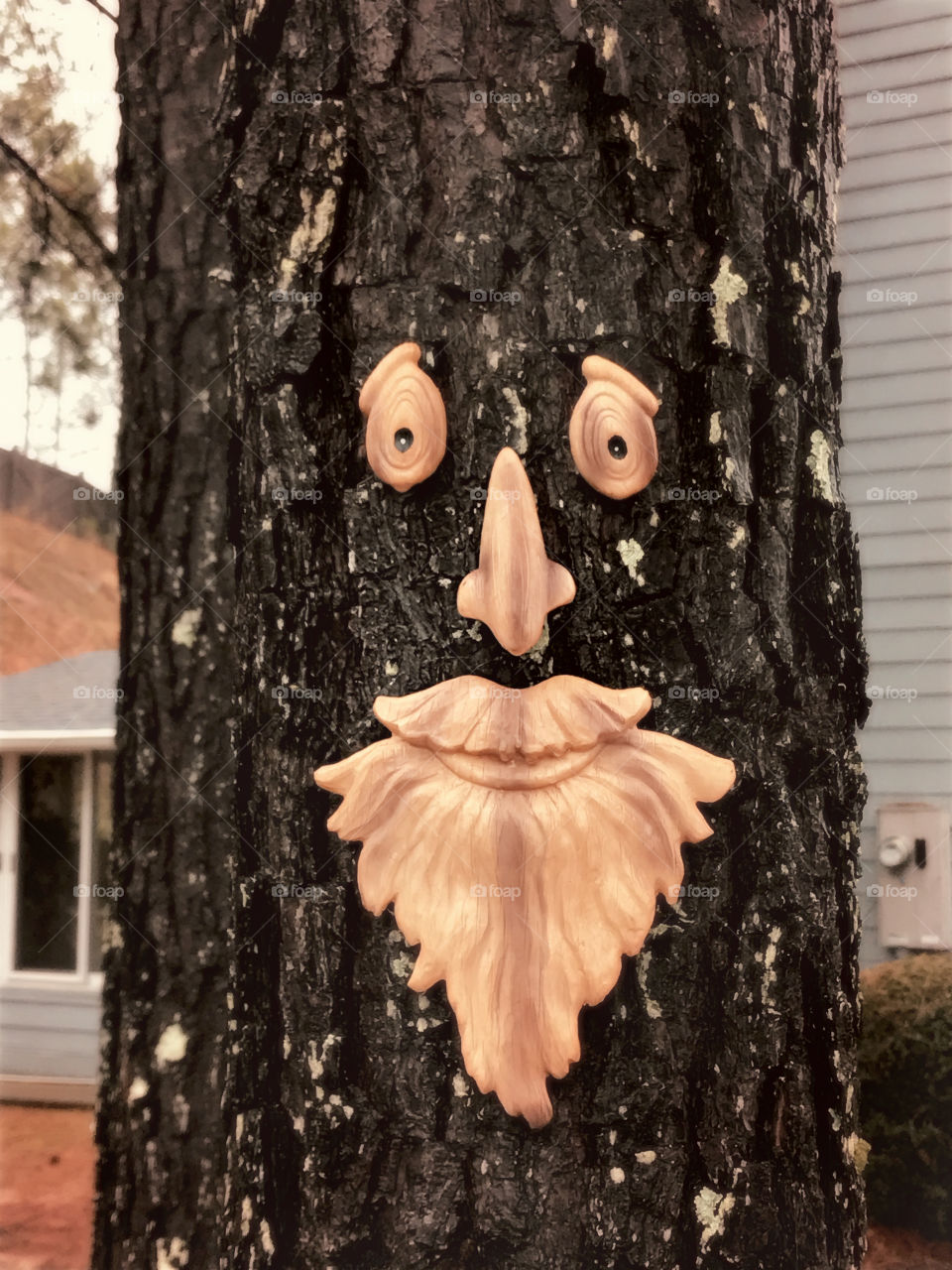 Tree beard 3