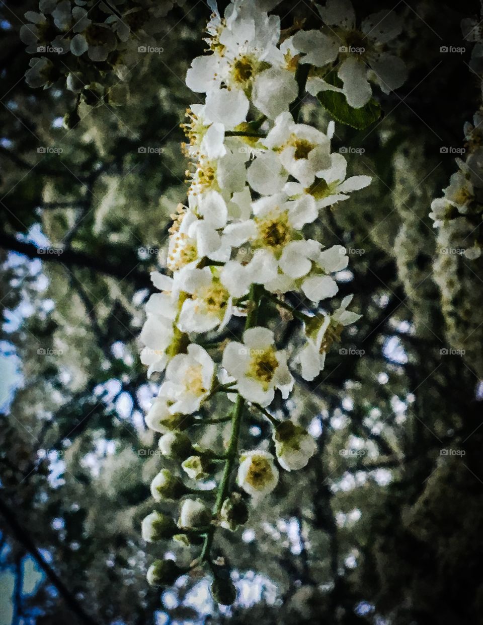Blooming flowers on a branch of a tree