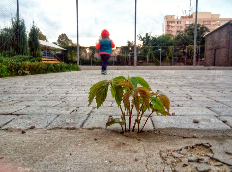 a sprout making its way through asphalt and baby  росток пробивающий асфальт и малыш