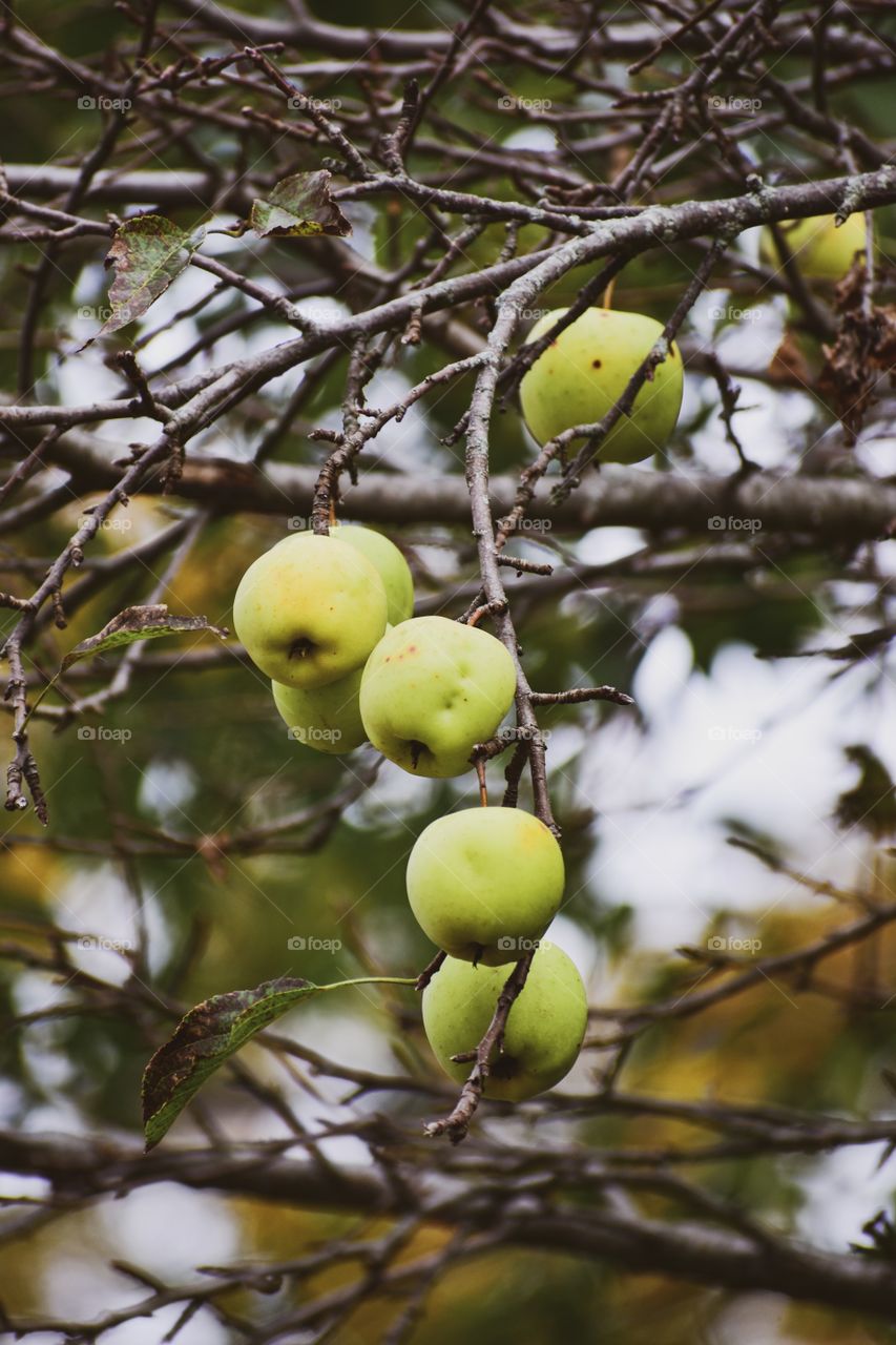 How many round objects do you see? An apple a day keeps the doctor away!