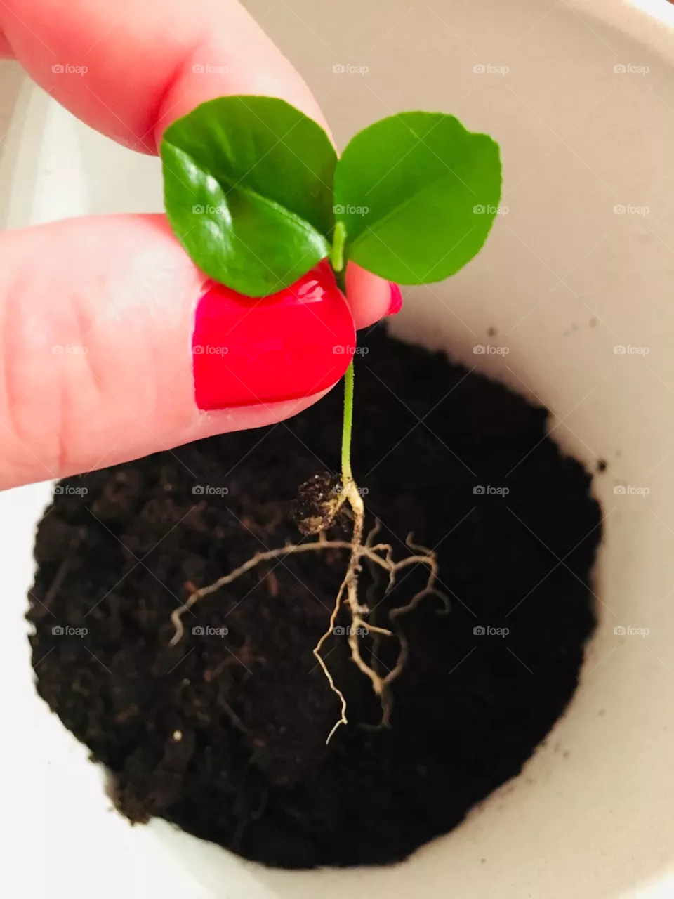 New life 