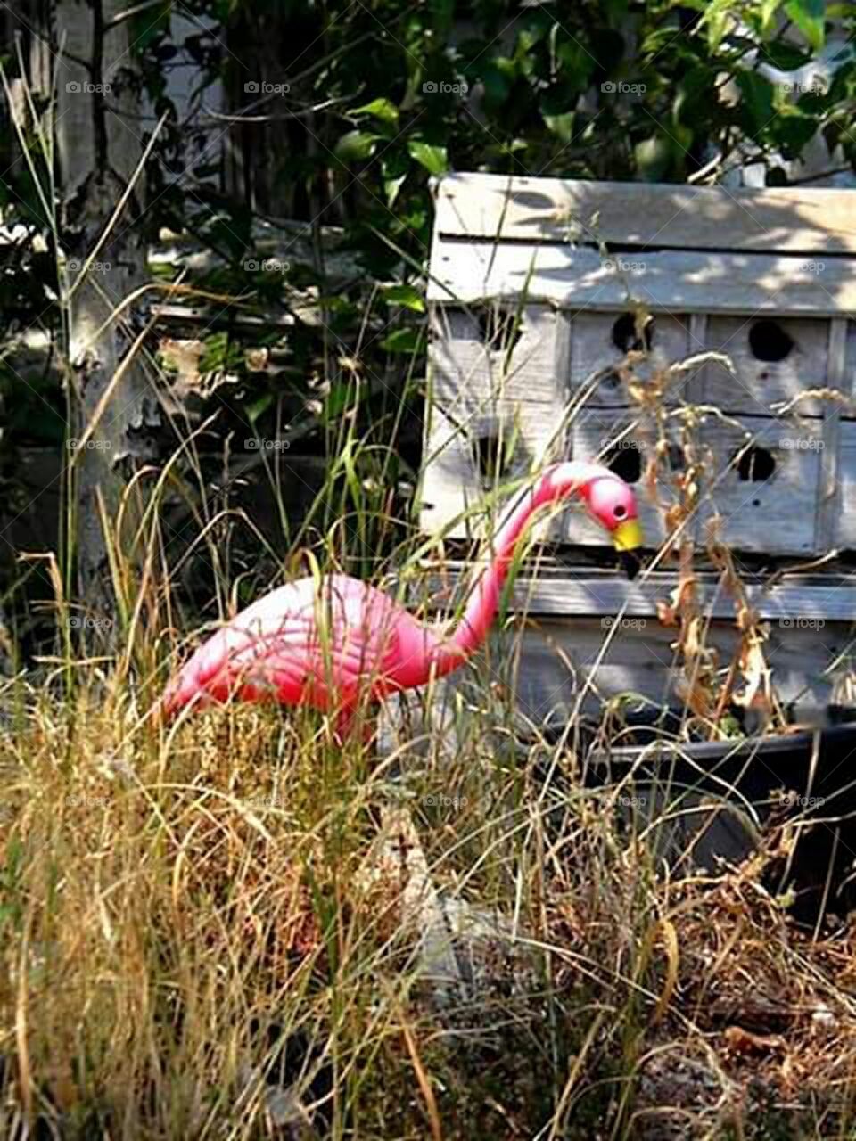 flamingos yard ornament in some weeds