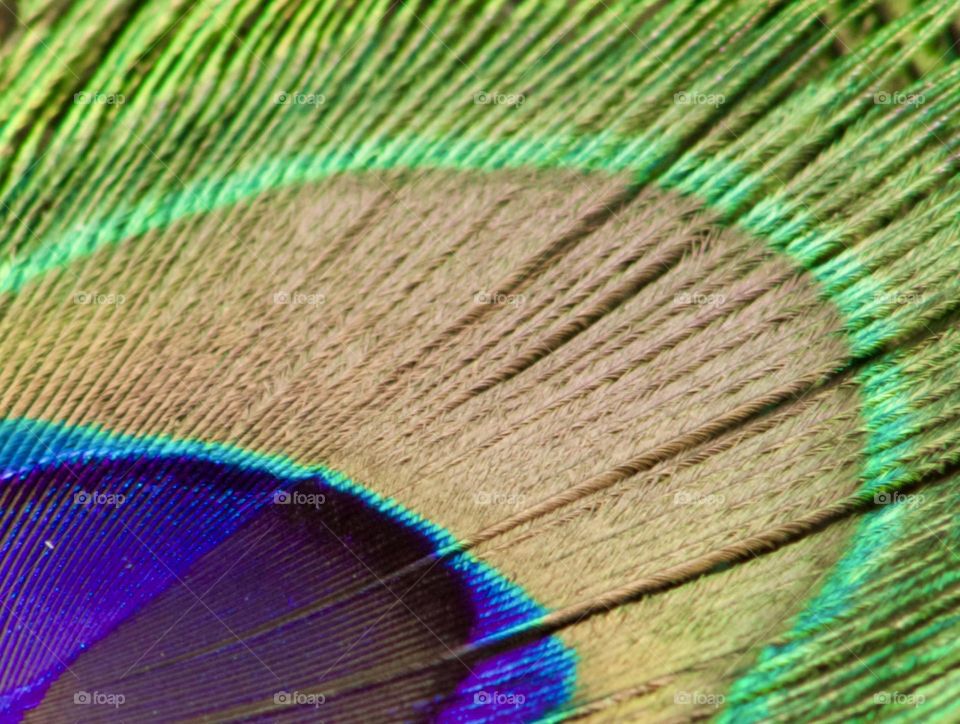 Peacock Feather Macro