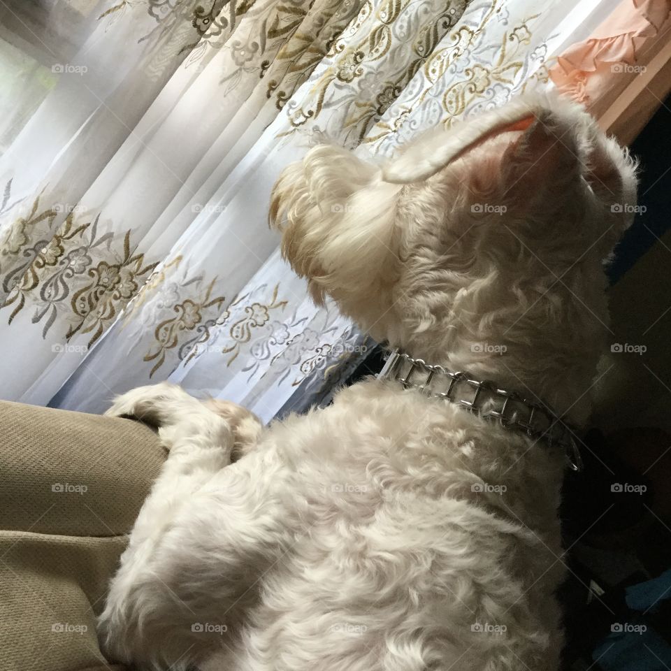 This cute dog is a ghost, a little white schnauzer, he is the love of his home, he brings joy to his house and always gives love
