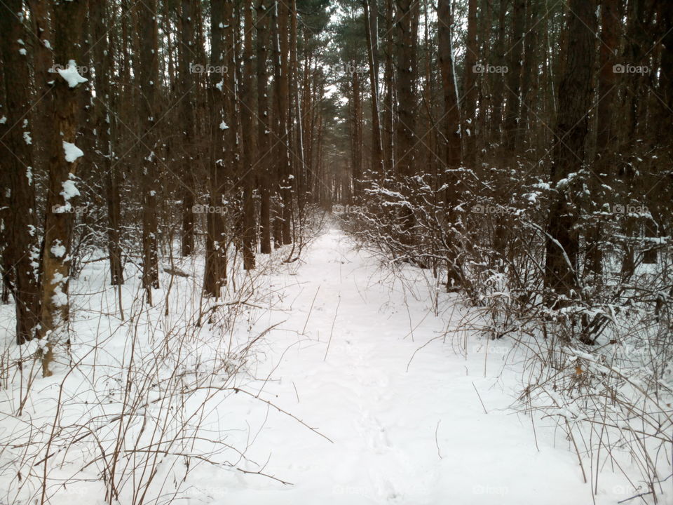 Snow, Winter, Wood, Landscape, Tree