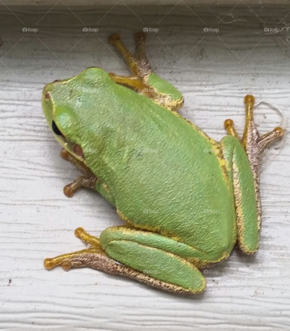 green tree frog