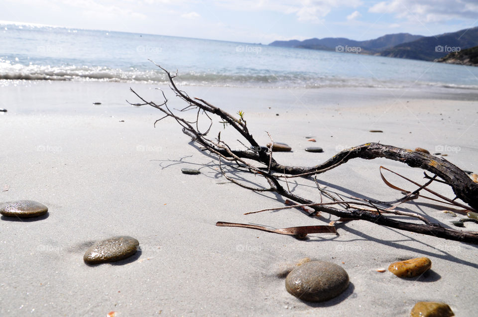 branch in the beach