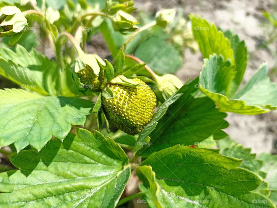 The garden strawberry (or simply strawberry; Fragaria × ananassa)