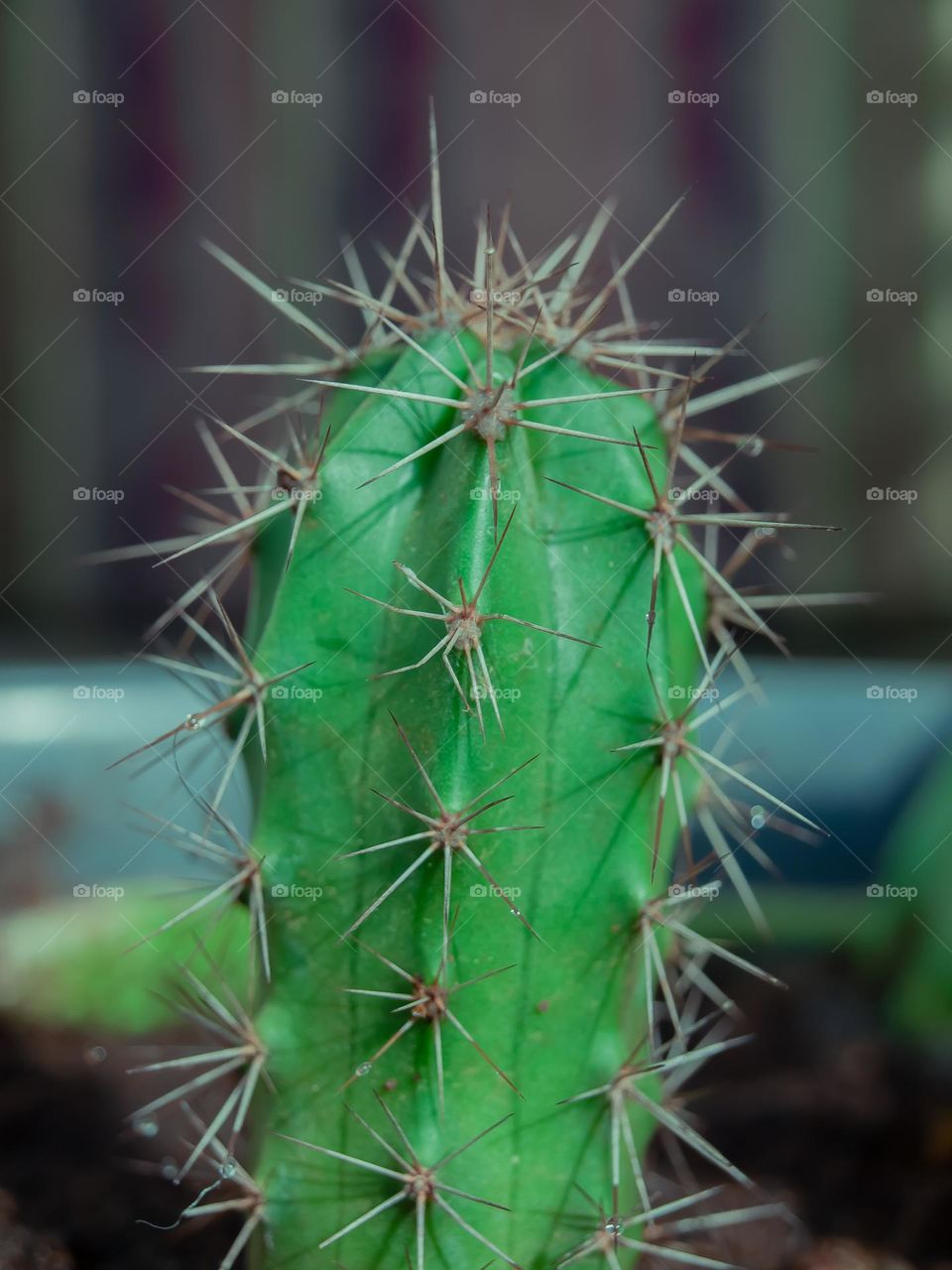 Cactus