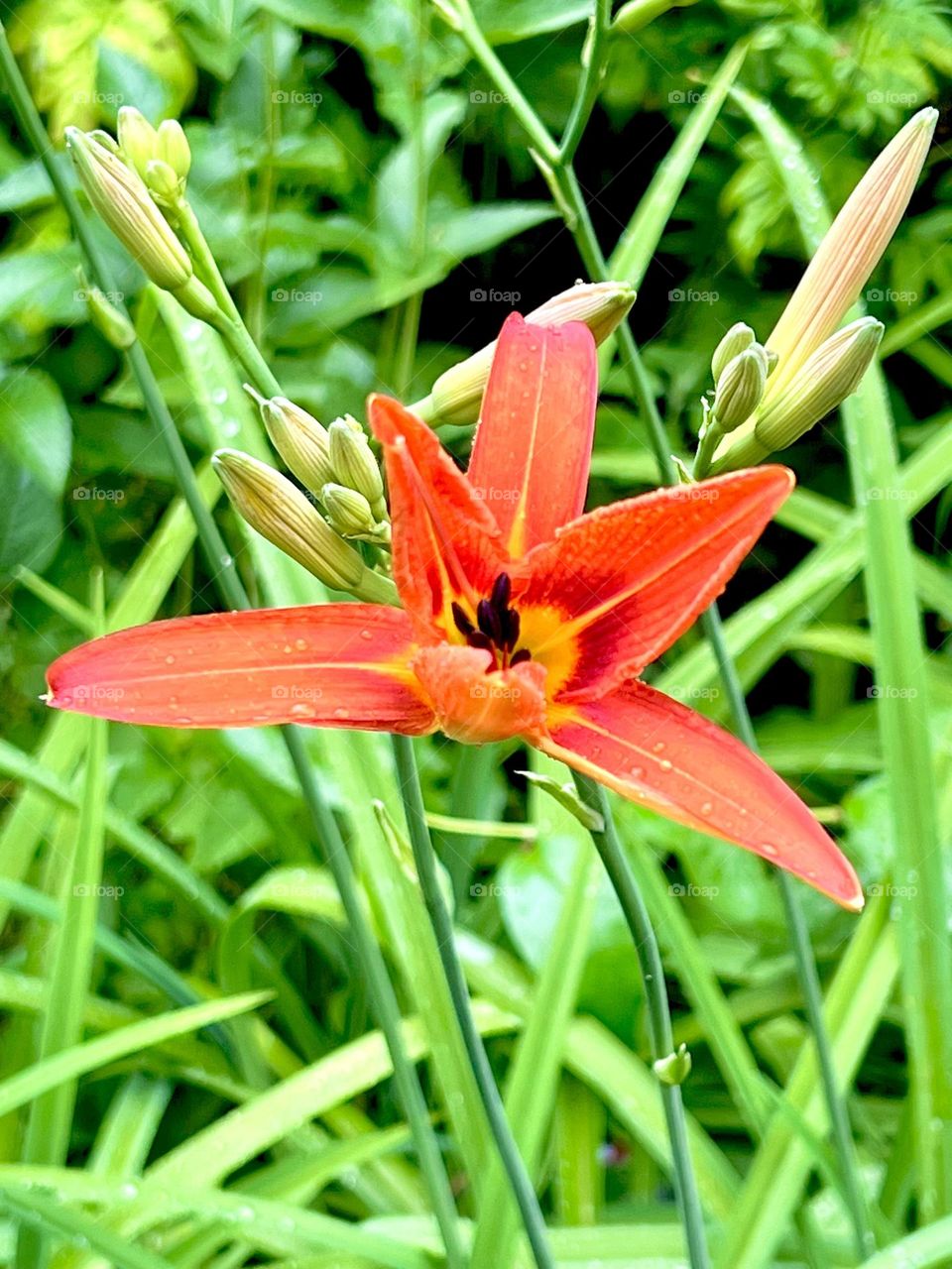 Lilium bulbiferum