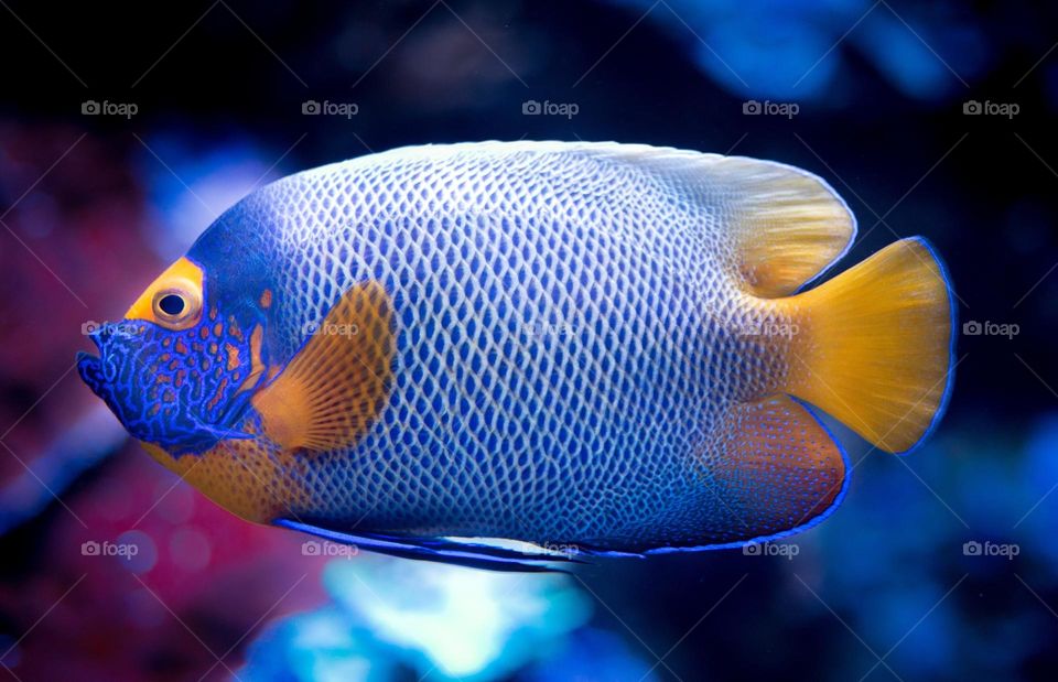 Beautiful and cute fish