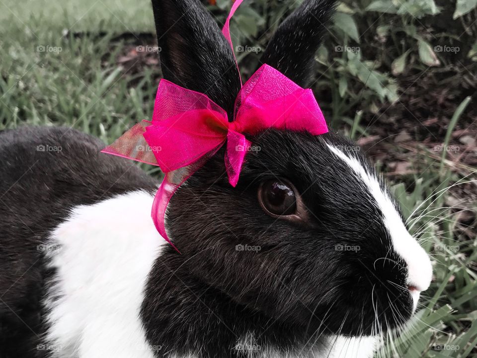 Bunny rabbit with a pink bow